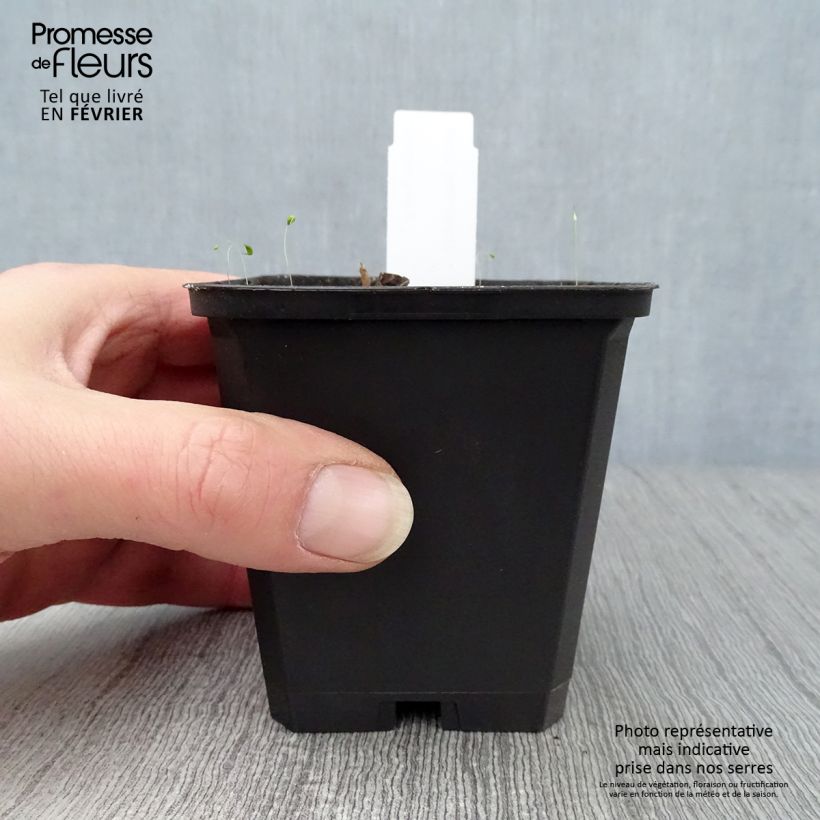 Saruma henryi Vasetto da 8/9 cm esemplare consegnato in inverno