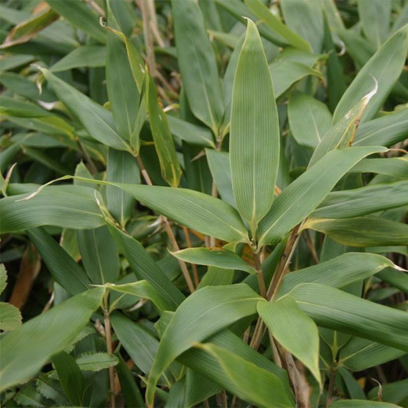 Sasa kurilensis (Fogliame)