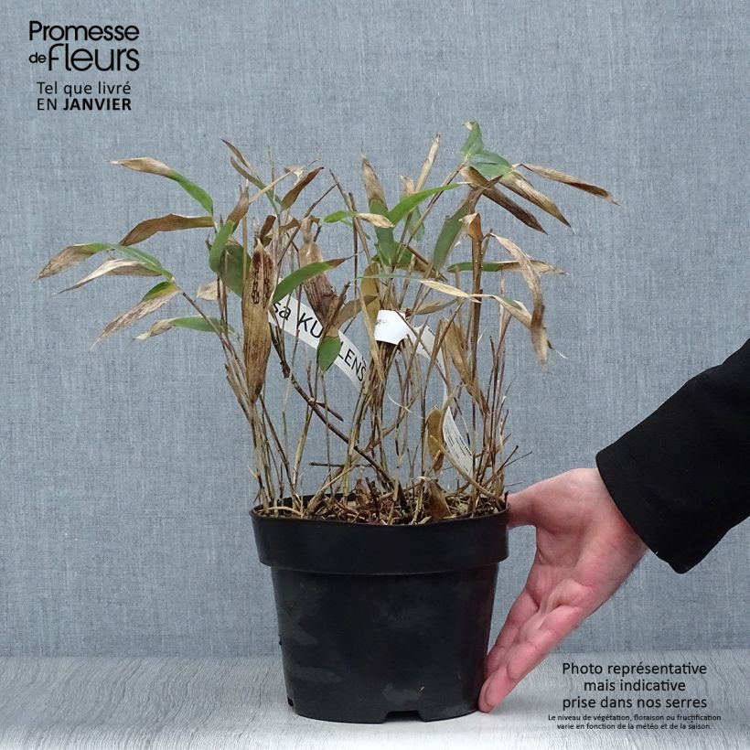 Sasa kurilensis Vaso da 2L/3L esemplare consegnato in inverno