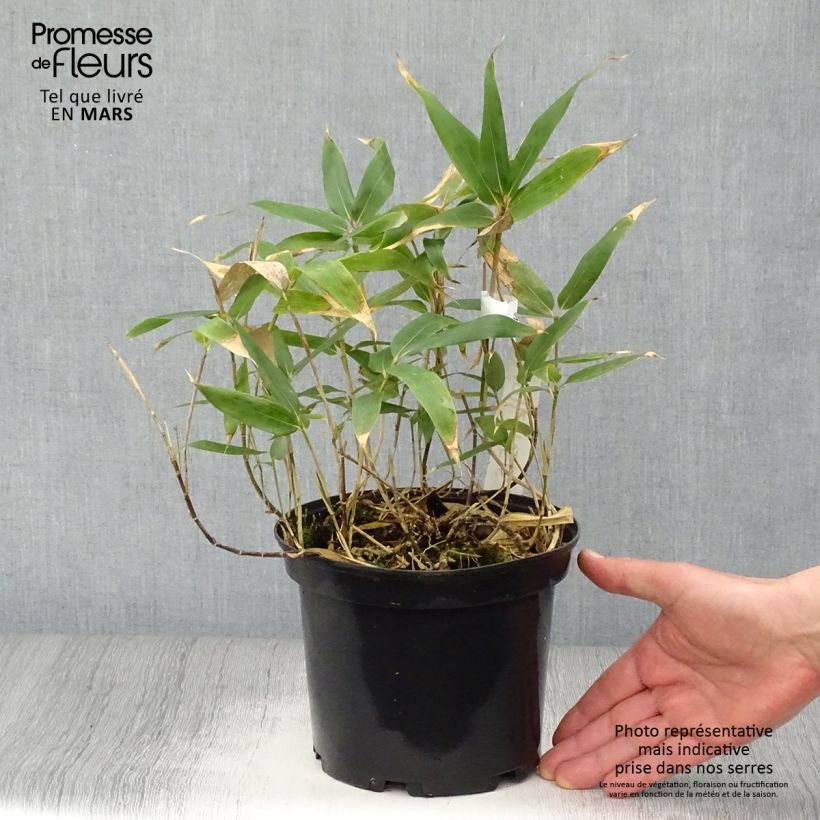 Sasa kurilensis Vaso da 2L/3L esemplare consegnato in primavera