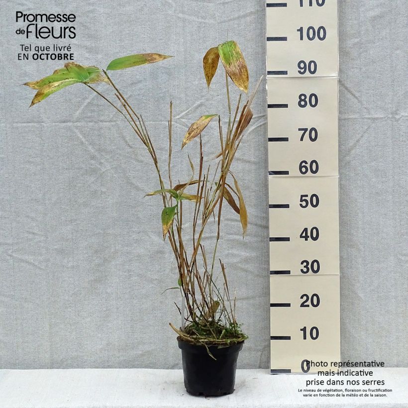Esemplare di Sasa palmata Nebulosa Vaso da 2L/3L come consegnato in autunno