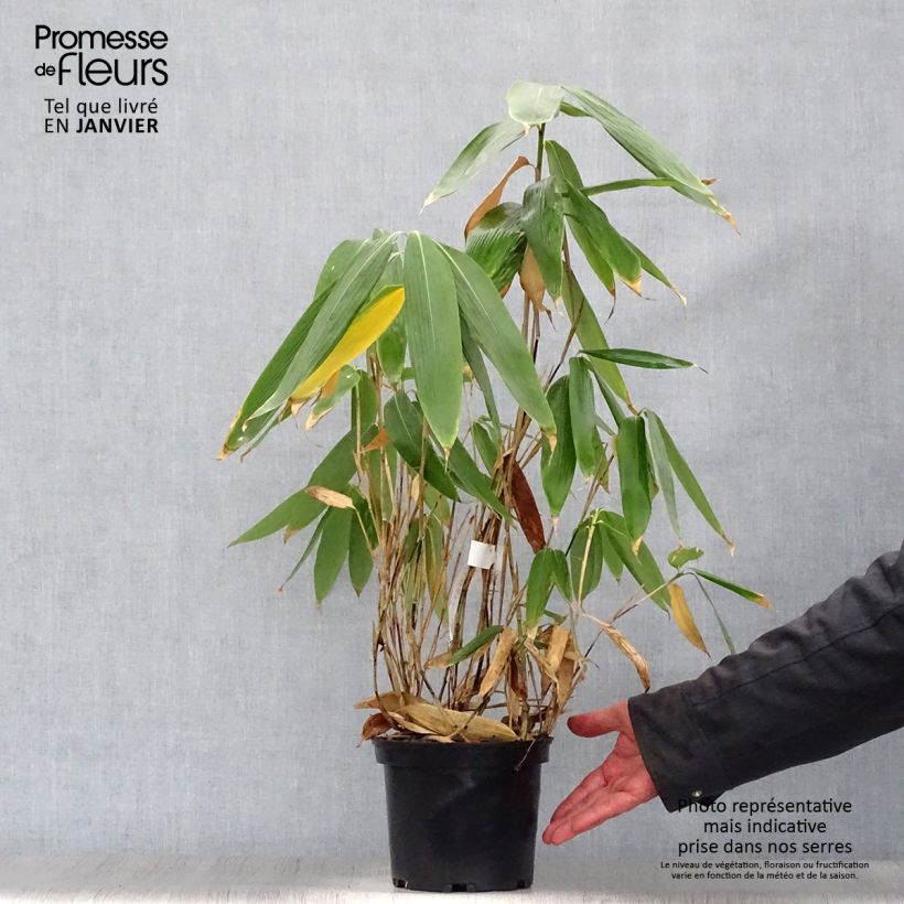 Sasa palmata Nebulosa Vaso da 2L/3L esemplare consegnato in inverno