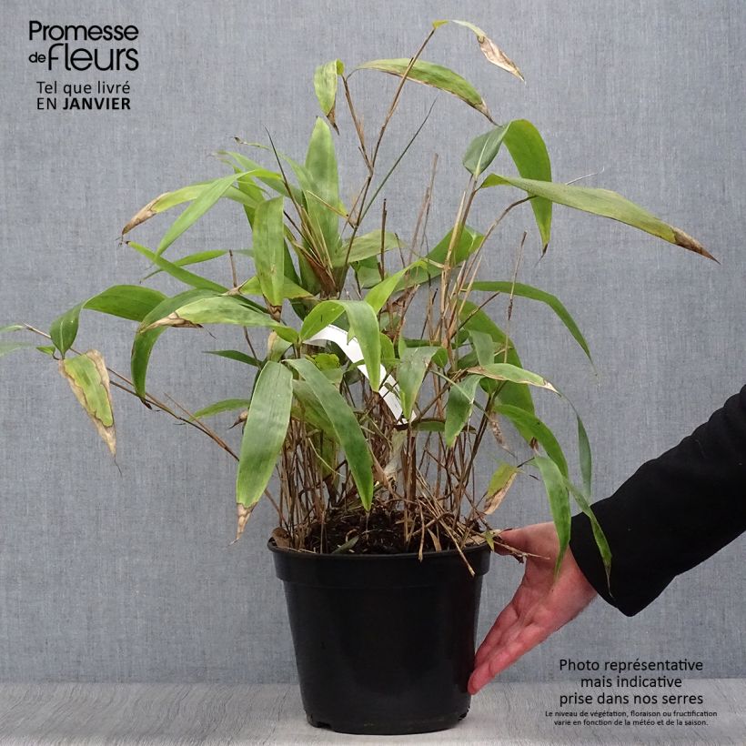 Sasa tessellata Vaso da 3L/4L esemplare consegnato in inverno