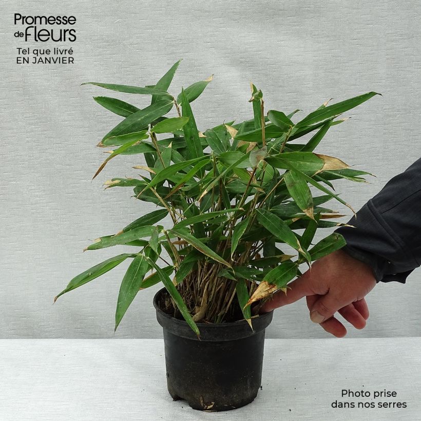 Sasa tsuboiana Vaso da 2L/3L esemplare consegnato in inverno