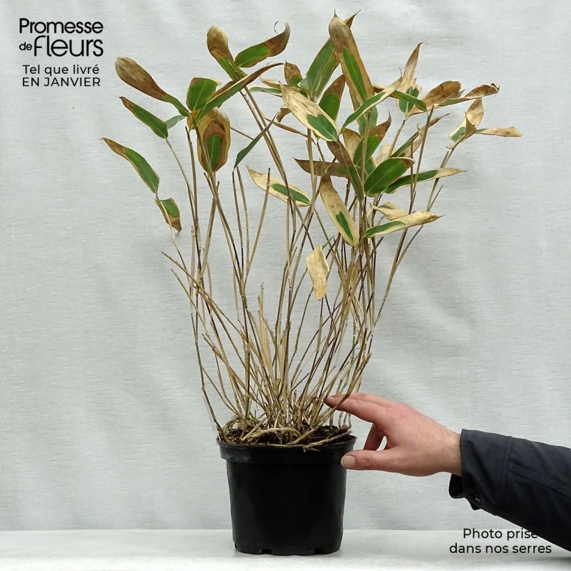 Sasa veitchii Vaso da 2L/3L esemplare consegnato in inverno