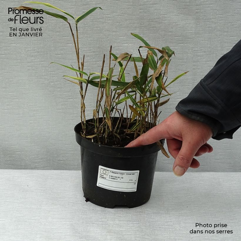 Sasaella masamuneana Albostriata Vaso da 2L/3L esemplare consegnato in inverno