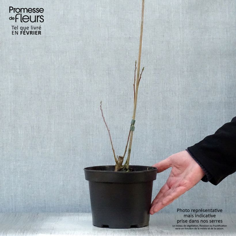 Sassafras albidum - Sassofrasso Vaso da 3L/4L esemplare consegnato in inverno