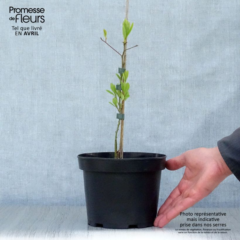 Sassafras albidum - Sassofrasso Vaso da 3L/4L esemplare consegnato in primavera