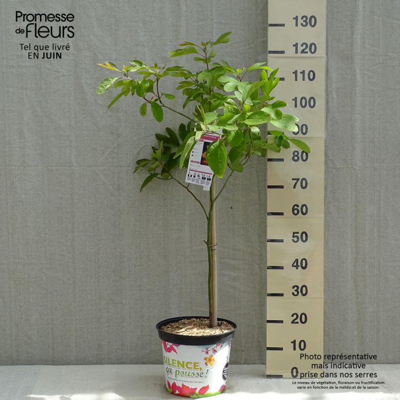 Sassafras albidum - Sassofrasso Vaso da 7,5L/10L esemplare consegnato in primavera