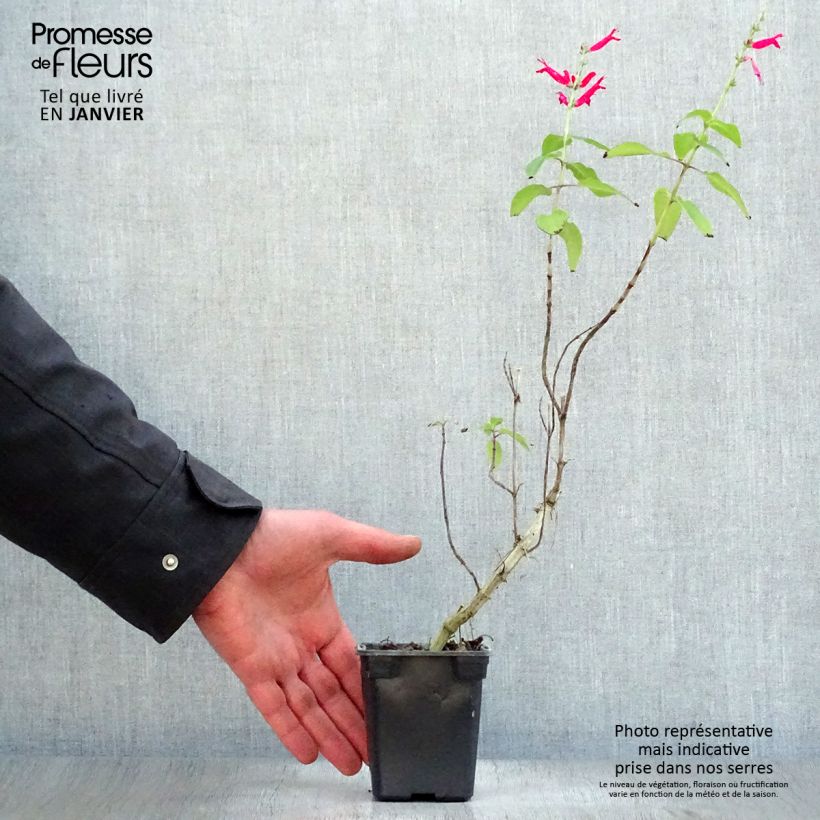 Salvia elegans Ananas - Salvia ananas Vasetto da 7/8 cm esemplare consegnato in inverno