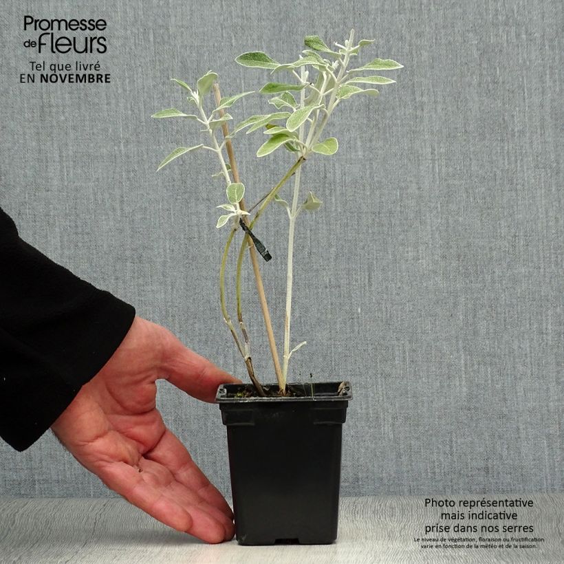 Esemplare di Salvia discolor - Salvia peruviana Vasetto da 7/8 cm come consegnato in autunno