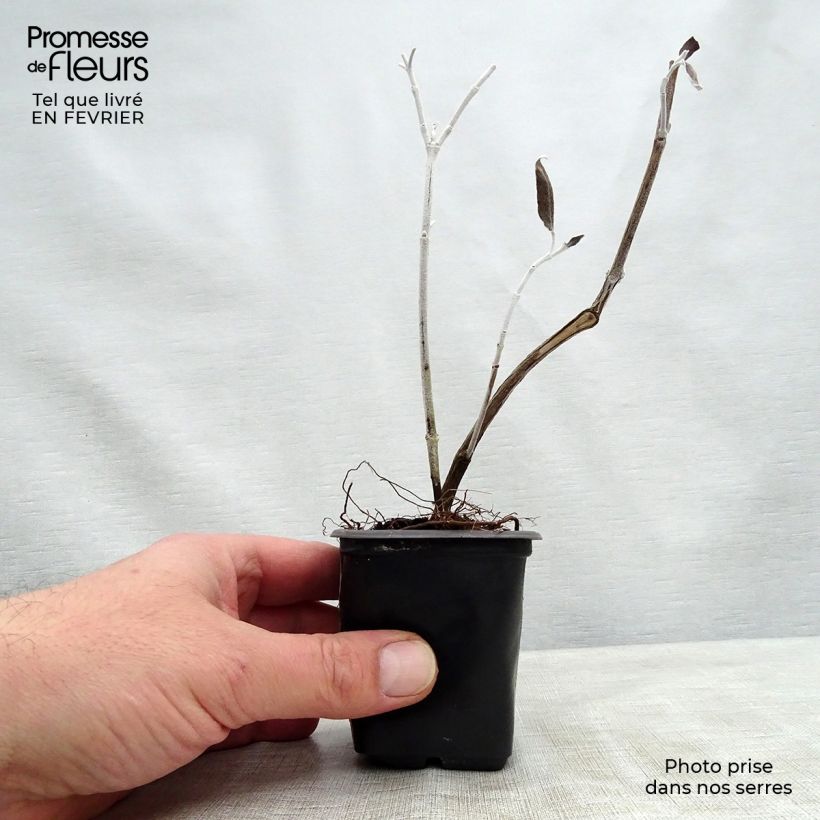 Salvia discolor - Salvia peruviana Vasetto da 7/8 cm esemplare consegnato in inverno