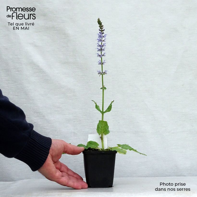 Salvia nemorosa Colorspires Crystal Blue Vasetto da 8/9 cm esemplare consegnato in primavera