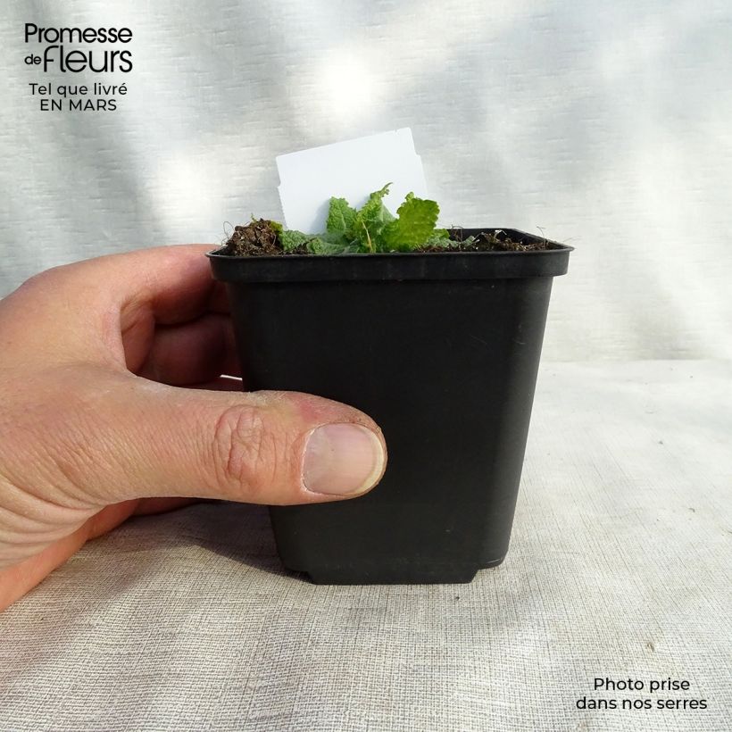 Salvia nemorosa Colorspires Crystal Blue Vasetto da 8/9 cm esemplare consegnato in inverno