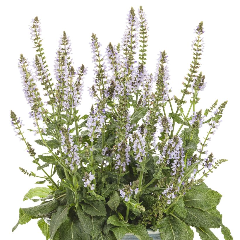 Salvia nemorosa Colorspires Crystal Blue (Fioritura)
