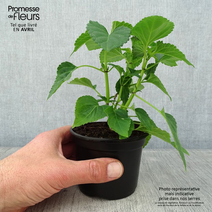 Salvia spendens Gogo Purple - Salvia rossa Vasetto da 8/9 cm esemplare consegnato in primavera