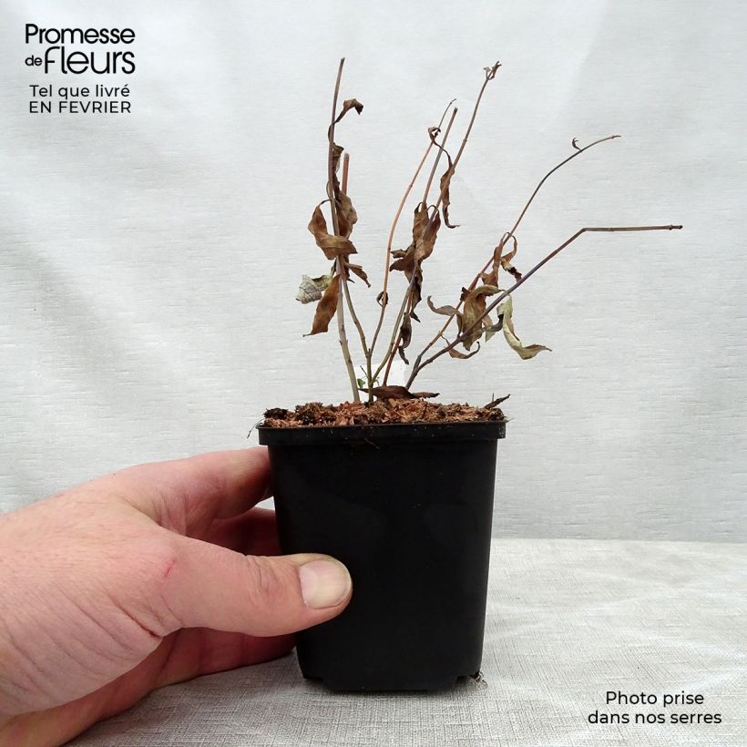 Salvia uliginosa African Skies - Salvia delle paludi Vasetto da 8/9 cm esemplare consegnato in inverno