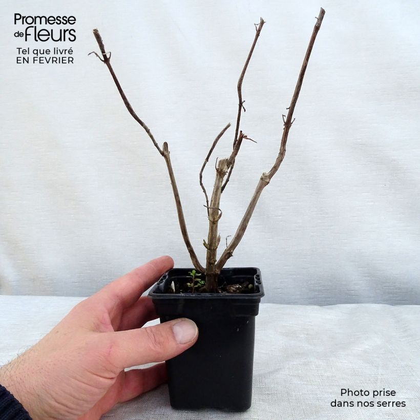 Salvia elegans Golden Delicious - Salvia ananas Vasetto da 7/8 cm esemplare consegnato in inverno