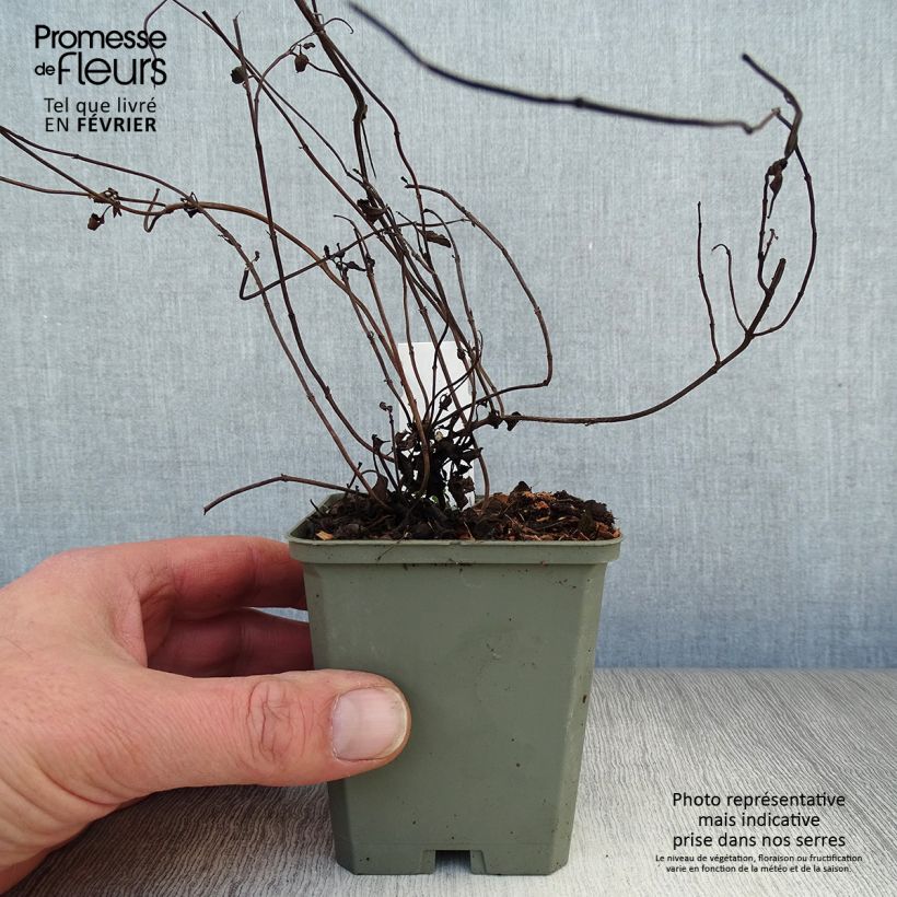Salvia forreri Vasetto da 8/9 cm esemplare consegnato in inverno
