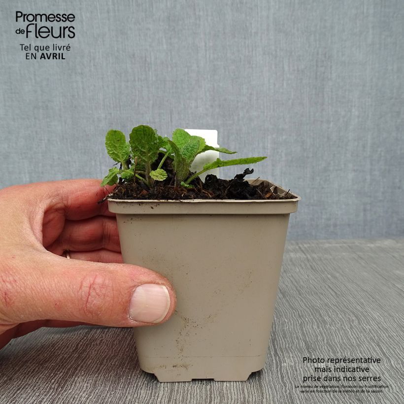 Salvia forsskaolei Vasetto da 8/9 cm esemplare consegnato in primavera