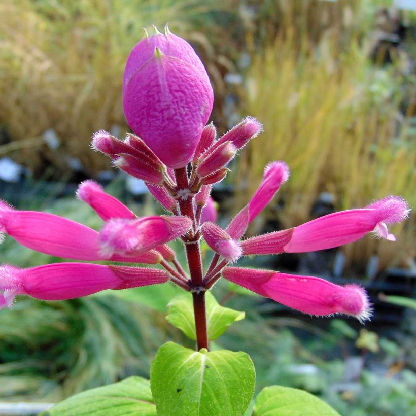 Salvia involucrata Bethelii (Fioritura)