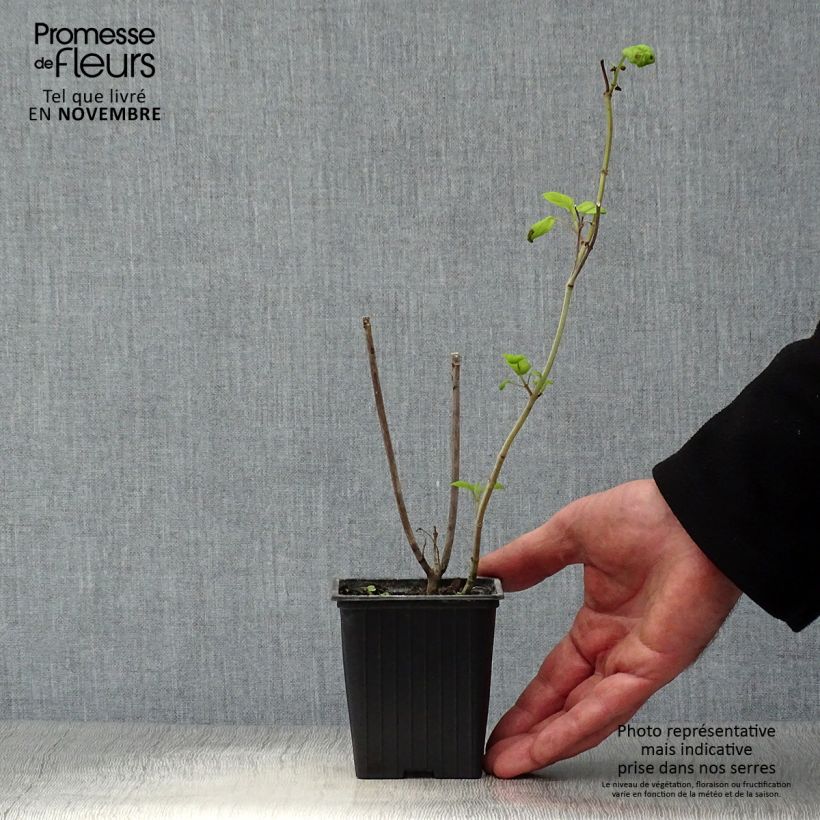 Esemplare di Salvia involucrata Bethelii Vasetto da 7/8 cm come consegnato in autunno