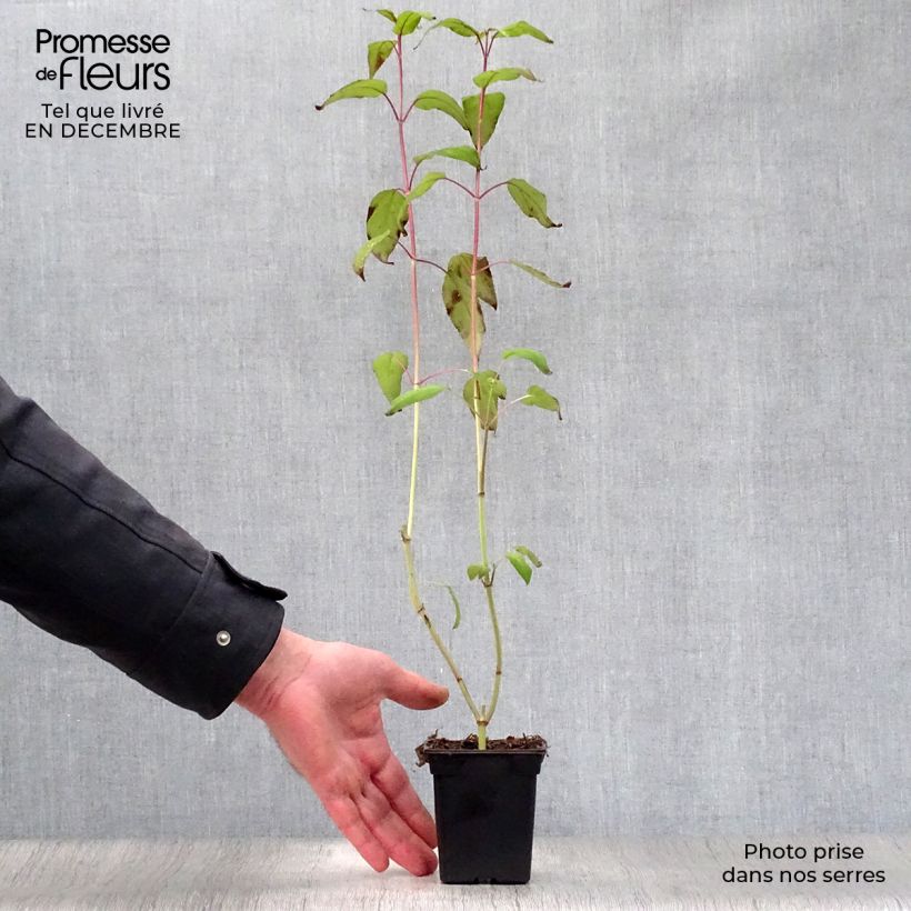 Salvia involucrata Bethelii Vasetto da 7/8 cm esemplare consegnato in inverno