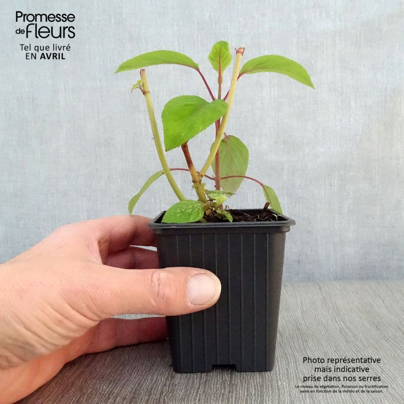 Salvia involucrata Bethelii Vasetto da 7/8 cm esemplare consegnato in primavera