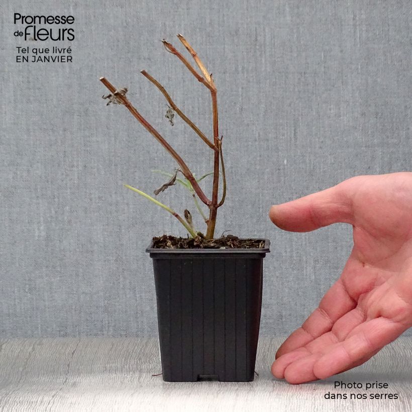 Salvia leucantha - Salvia a fiori bianchi Vasetto da 7/8 cm esemplare consegnato in inverno