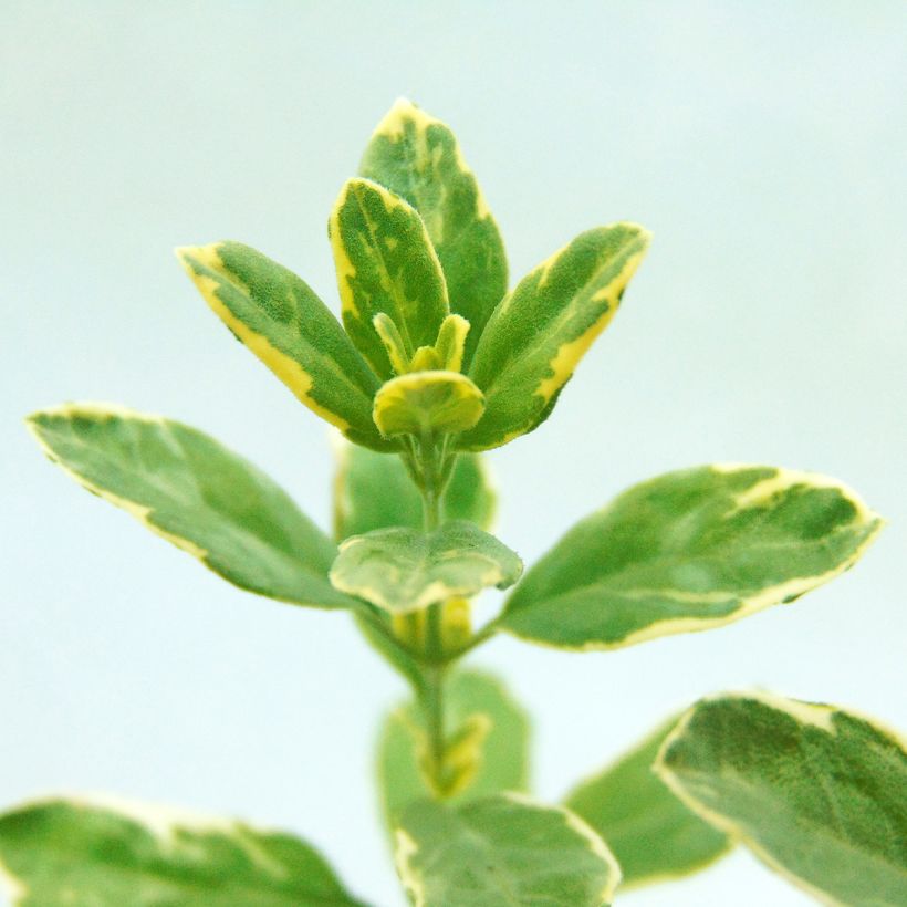 Salvia microphylla Caramba - Salvia arbustiva (Fogliame)
