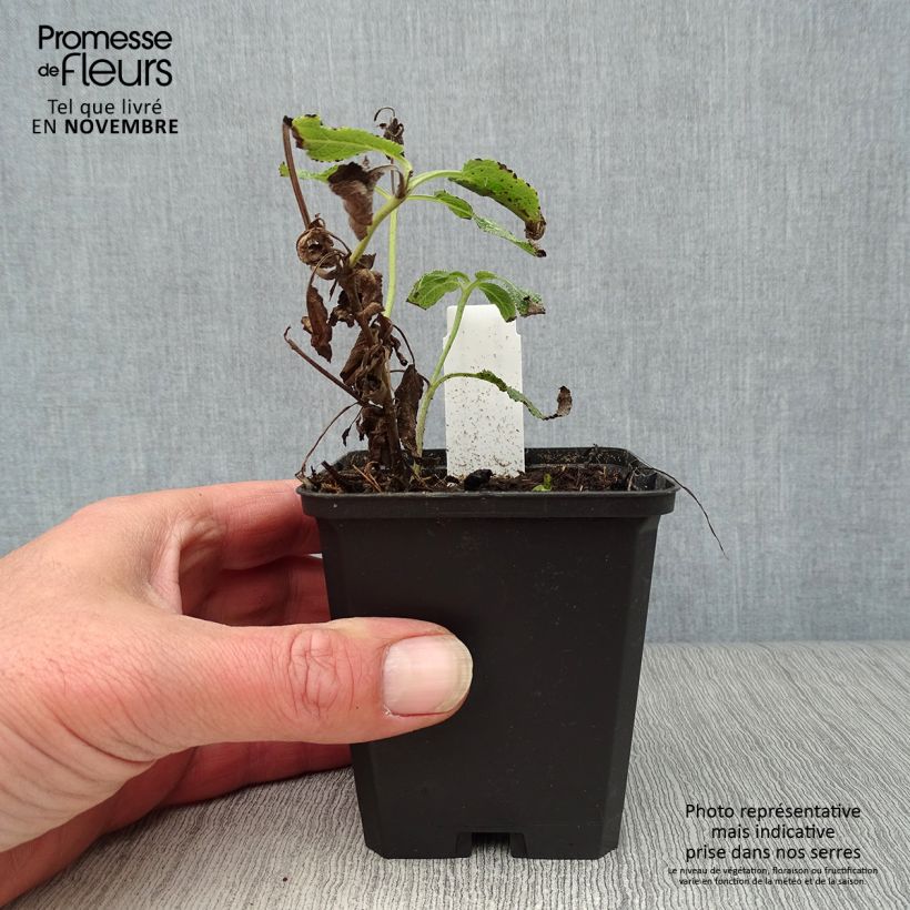 Esemplare di Salvia nemorosa Amethyst Vasetto da 8/9 cm come consegnato in autunno