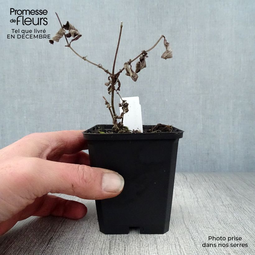 Salvia nemorosa Amethyst Vasetto da 8/9 cm esemplare consegnato in inverno