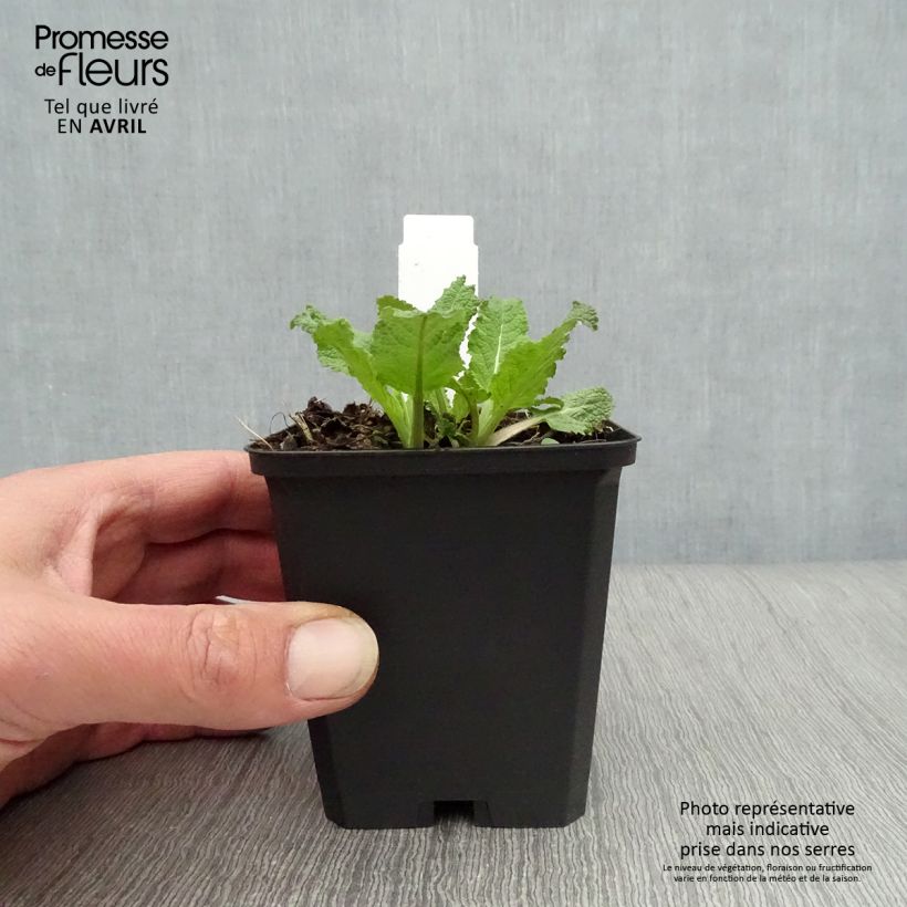 Salvia nemorosa Amethyst Vasetto da 8/9 cm esemplare consegnato in primavera