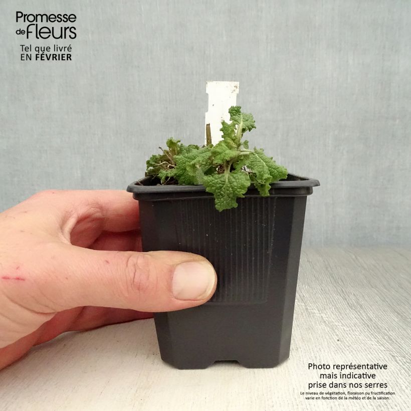 Salvia nemorosa Blauhügel Vasetto da 8/9 cm esemplare consegnato in inverno