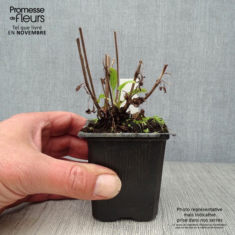 Esemplare di Salvia nemorosa Caradonna Vasetto da 8/9 cm come consegnato in autunno