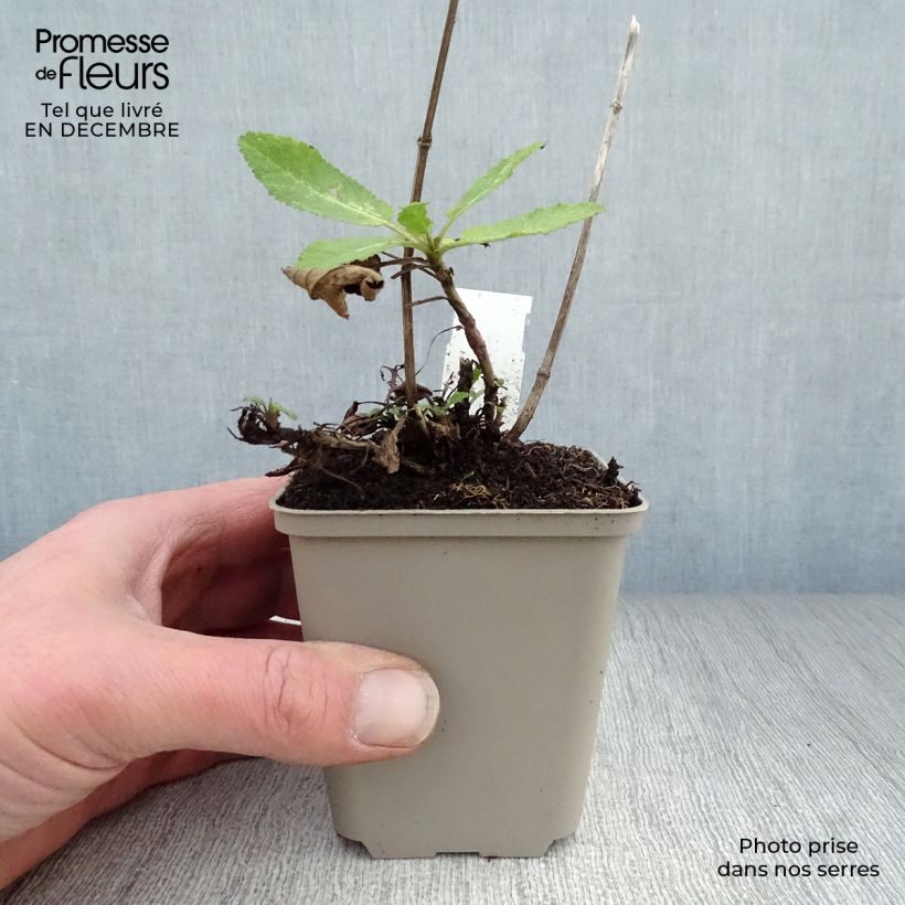 Salvia nemorosa Caradonna Vasetto da 8/9 cm esemplare consegnato in inverno