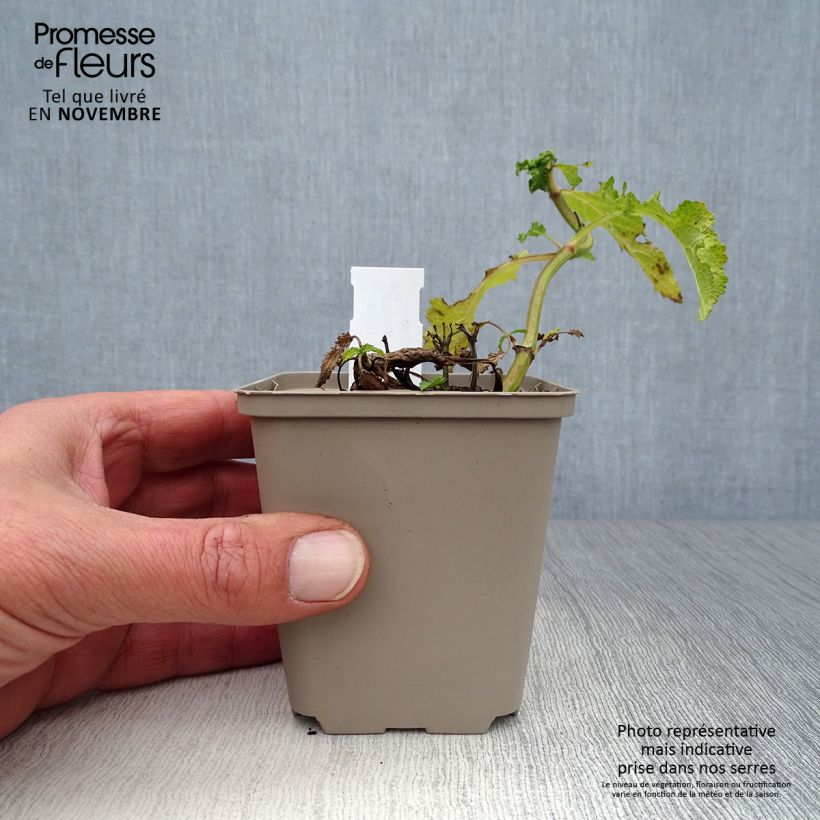 Esemplare di Salvia nemorosa Schwellenburg Vasetto da 8/9 cm come consegnato in autunno