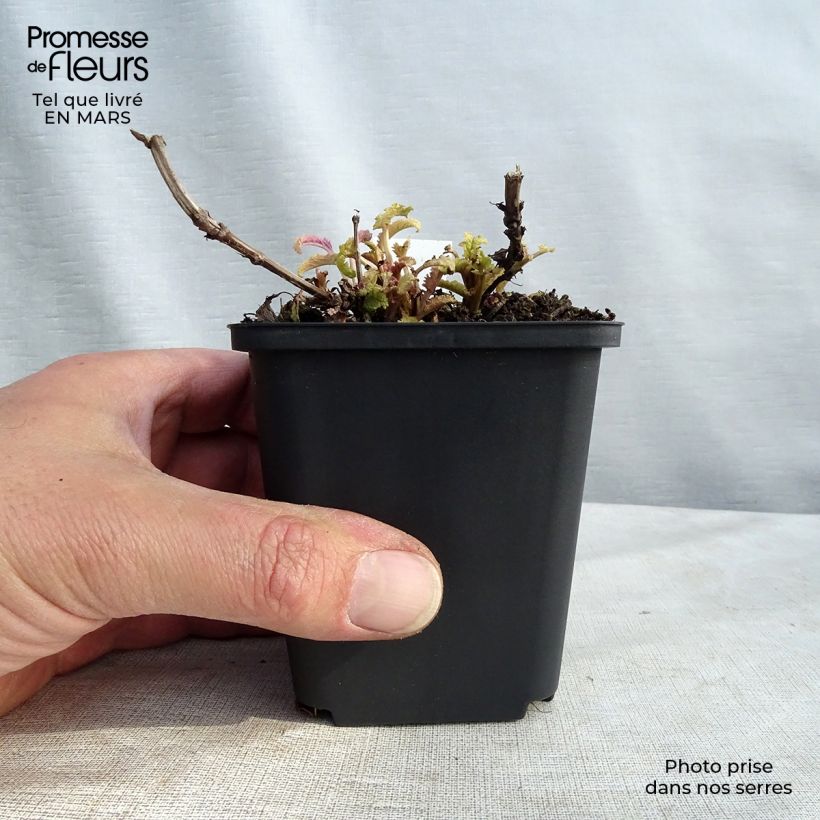 Salvia nemorosa Schwellenburg Vasetto da 8/9 cm esemplare consegnato in inverno