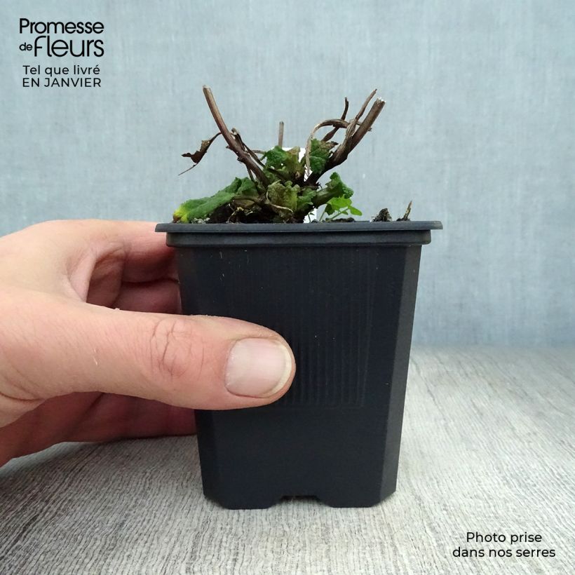 Salvia sylvestris Rhapsody in Blue Vasetto da 8/9 cm esemplare consegnato in inverno