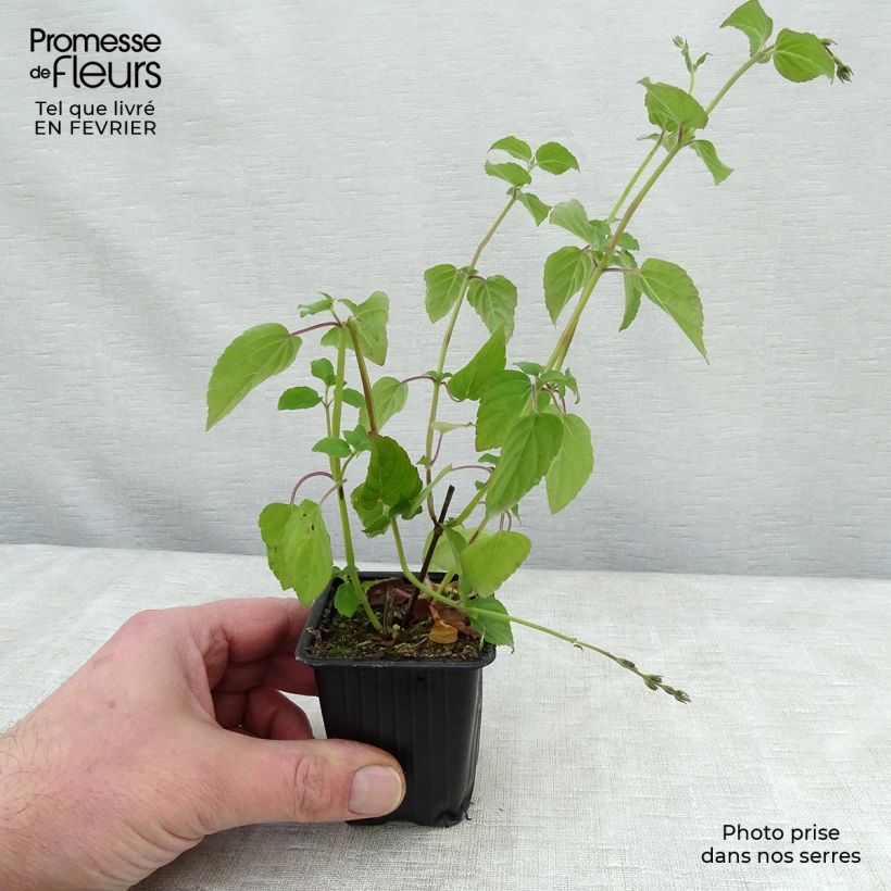 Salvia elegans Tangerine - Salvia ananas Vasetto da 7/8 cm esemplare consegnato in inverno