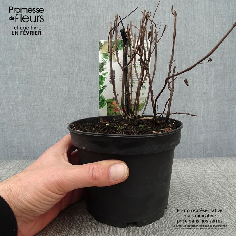 Salvia elegans Tangerine - Salvia ananas Vaso da 1,5L/2L esemplare consegnato in inverno