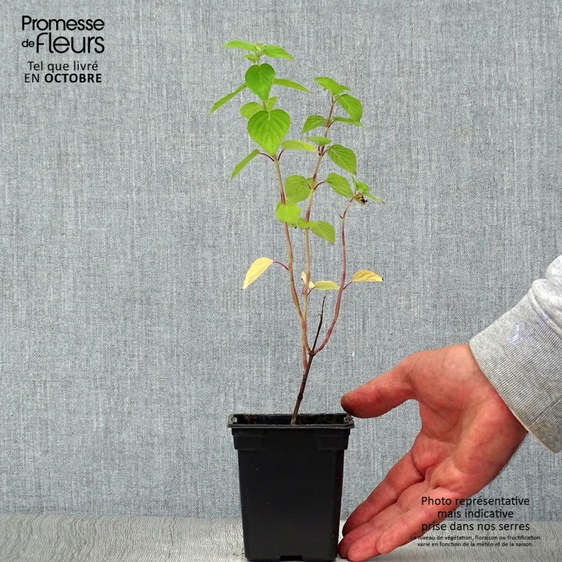 Esemplare di Salvia elegans Tangerine - Salvia ananas Vasetto da 7/8 cm come consegnato in autunno