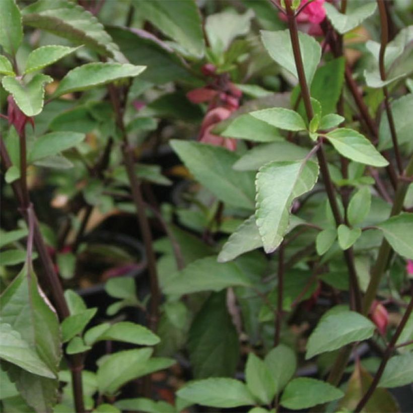 Salvia Wendy's Wish - Salvia arbustiva (Fogliame)