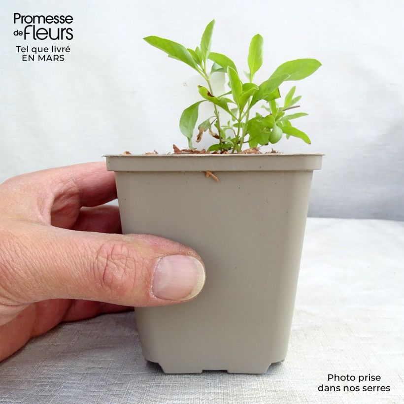 Salvia greggii Amethyst Lips Vasetto da 8/9 cm esemplare consegnato in inverno