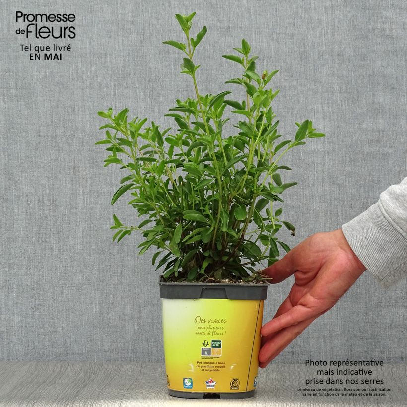 Salvia jamensis Belle de Loire - Salvia arbustiva Vaso da 2L/3L esemplare consegnato in primavera