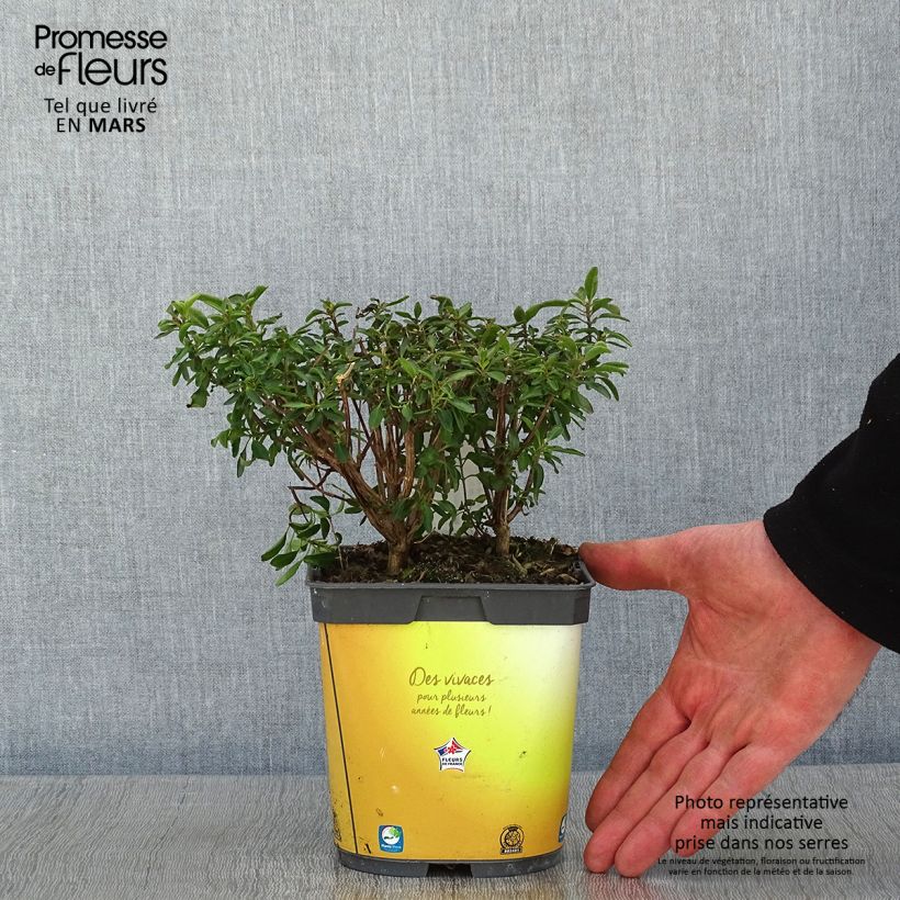 Salvia jamensis Belle de Loire - Salvia arbustiva Vaso da 2L/3L esemplare consegnato in inverno