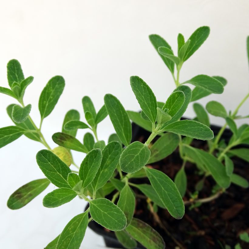 Salvia microphylla Blue Note - Salvia arbustiva (Fogliame)