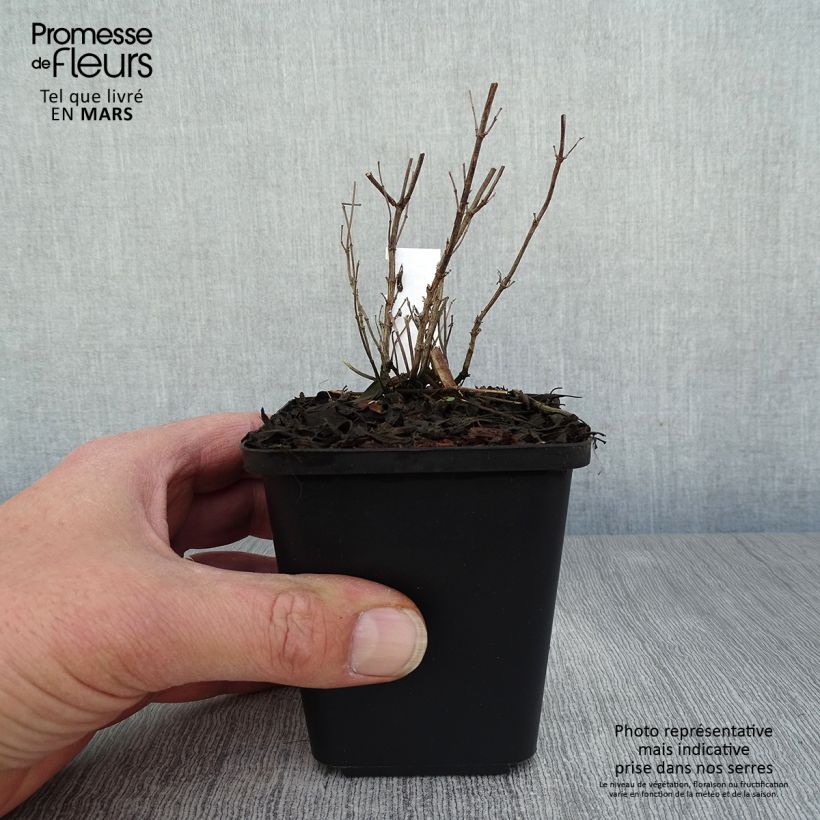 Salvia microphylla Blue Note - Salvia arbustiva Vasetto da 8/9 cm esemplare consegnato in primavera