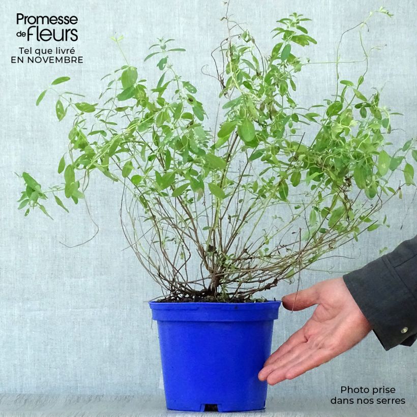 Esemplare di Salvia microphylla Blue Note - Salvia arbustiva Vaso da 2L/3L come consegnato in autunno