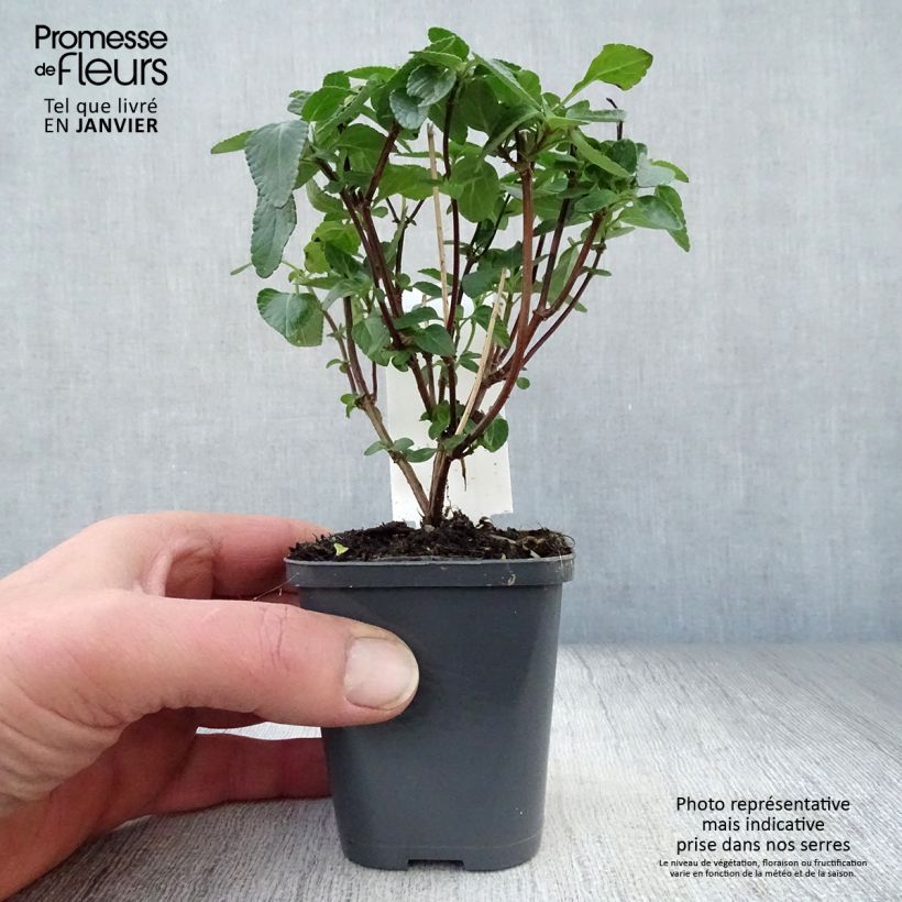 Salvia microphylla Cerro Potosi - Salvia arbustiva Vasetto da 7/8 cm esemplare consegnato in inverno